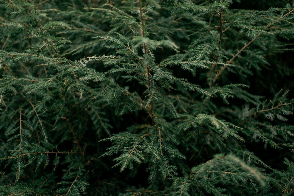 Christmas Tree Recycling