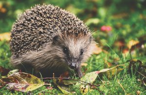 Help the Hedgehogs