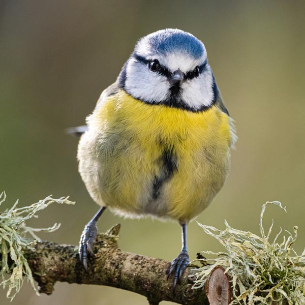 blue-tit-2021-B001-Philip-Croft-8413_original