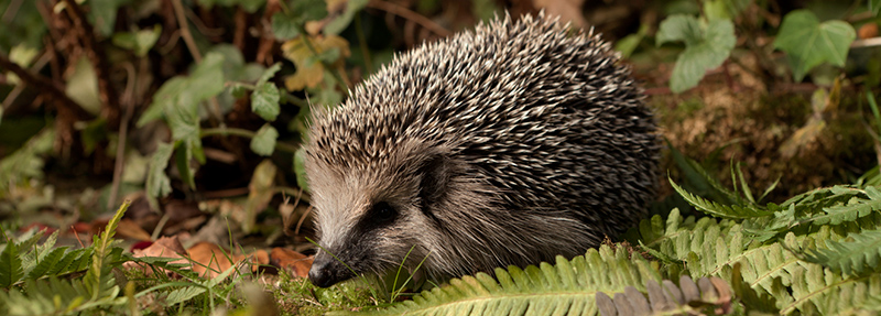 hedgehog-in-grass-dark