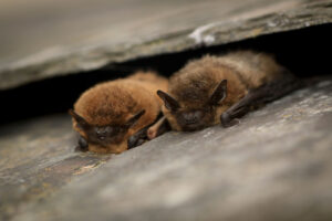 Bat Walk